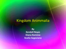 Kingdom Animmaliax