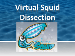 Virtual Squid Dissetion