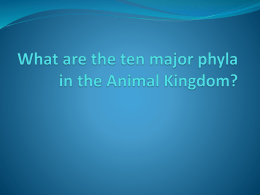 Intro. to the 10 Major Animal Phyla