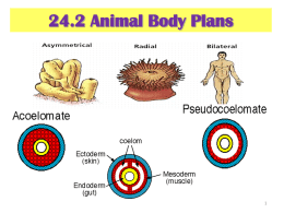 24.2 Animal Body Plans