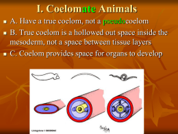 coelomates - protostomes