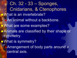 Chapter 32 - 33 invertebrate intro.