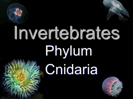 Invertebrates - Cobb Learning
