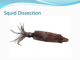 Squid Dissection - LaffertysBiologyClass