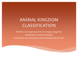 animal kingdom classification