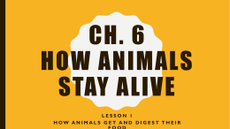 Ch. 6 How animals stay alive