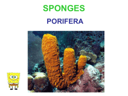 sponges - csmithbio