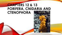 CHAPTER 13 PORIFERA, CNIDARIA AND CTENOPHORA