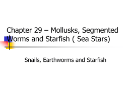 Chapter 30 Mollusks and segmented worms
