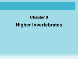 Chapter 9 - animals, higher invertebrates
