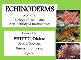 Lecture Slides on ECHINODERMS