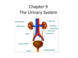 Chapter 9 The Renal System - Hanover Community School