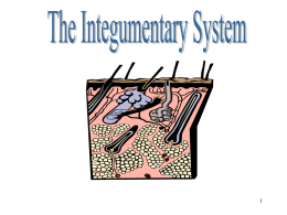 Ch 12 ppt Integumentary