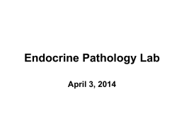 Endocrine Pathology Lab April 3, 2014