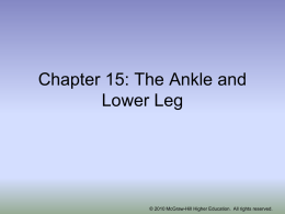 Chapter 19: The Ankle and Lower Leg