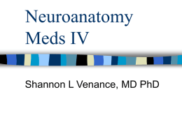 Neuroanatomy Meds IV
