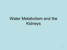 Water Metabolism and the Kidneys