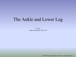 Chapter 19: The Ankle and Lower Leg