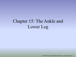 Chapter 19: The Ankle and Lower Leg