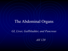 The Abdominal Organs Lecture Notes Page