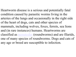 canine heartworms - Catherine Huff`s Site