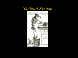 CEM-7_Skeletal_System_slideshow_EE