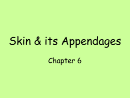 Skin & its Appendages - Mrs. Sundeen`s Anatomy