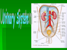 Functions of Urinary System