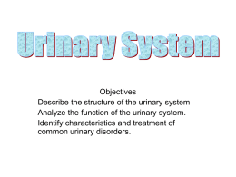 Urinary-System-