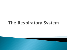 respiratory system notes