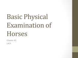 Basic Physical Examination of Horses2