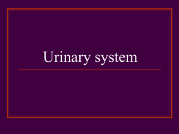 06. Assessement of Urinary system