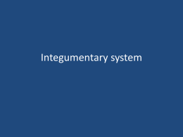 integumentary system - Effingham County Schools