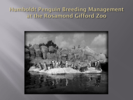 Humboldt Penguin Breeding Management