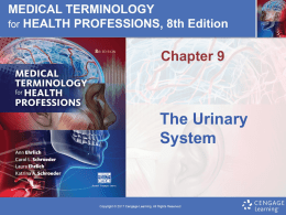 The Urinary Bladder