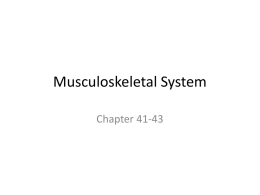 Musculoskeletal System