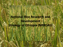PPT - Rice for Africa