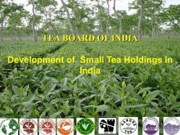 Development of tea smallholdings in India