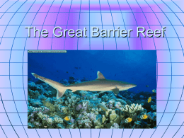 The Great Barrier Reef - Digging-In-Deep