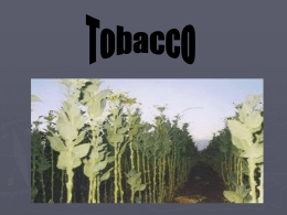 Tobacco - Colonisation and Migration