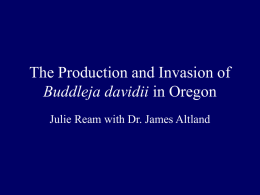 The Relative Invasiveness of Buddleja davidii Cultivars in Oregon