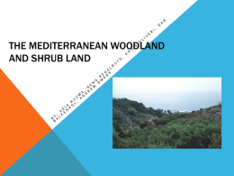 The Mediterranean woodland and shrubland