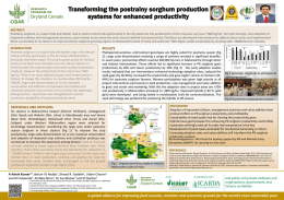 Transforming the postrainy sorghum production