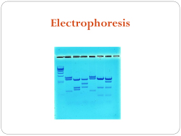 Electrophoresis - MITCON Biopharma